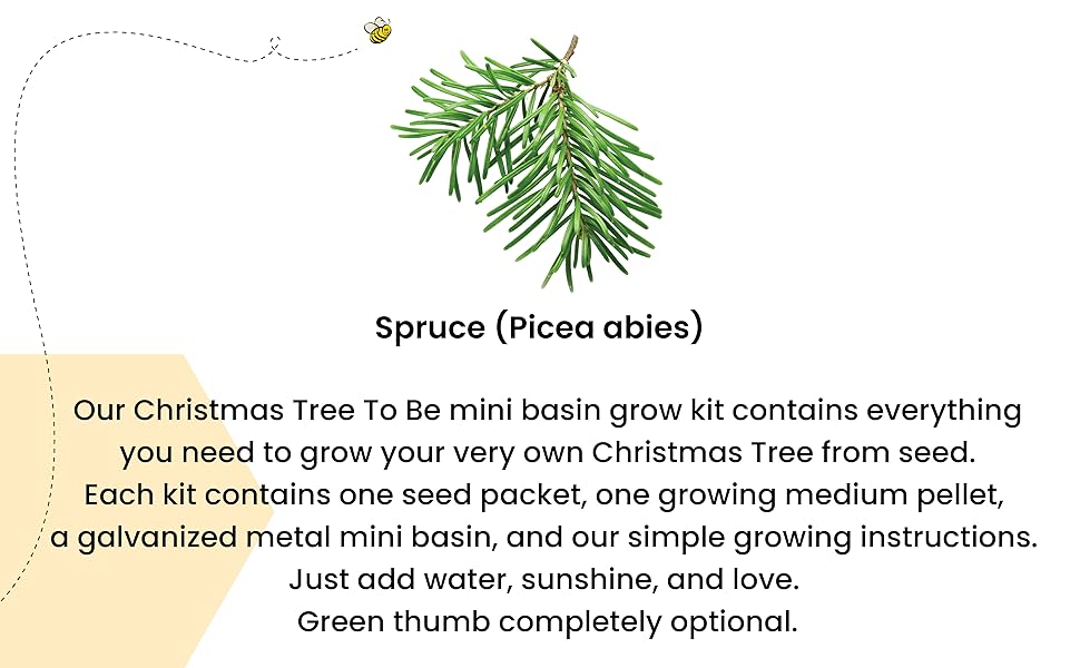 Spruce (picea Abies)