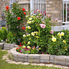 top soil container garden raised bed plant dirt seed starter pete moss fertilizer 