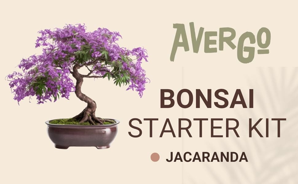 bonsai, bonsai starter kit, jacaranda