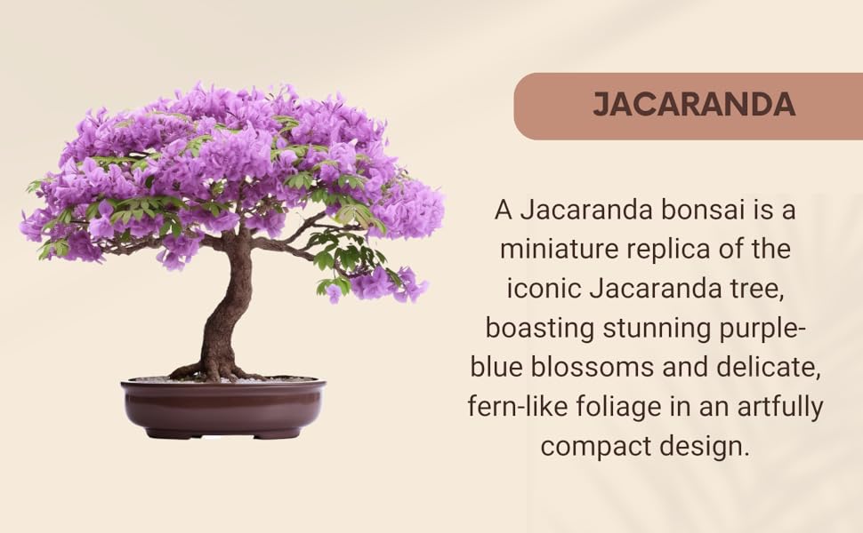 jacaranda bonsai