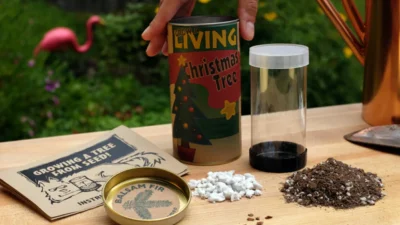 The Jonsteen Company Living Christmas Tree Seed Grow Kit