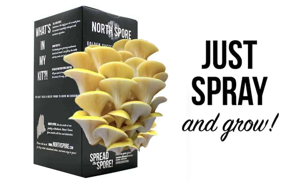 golden oyster mushroom kit - just spray and grow!