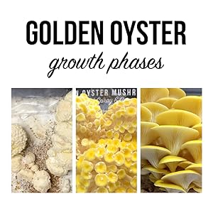 golden oyster growth phases