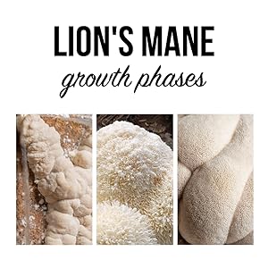 lions mane growth phases