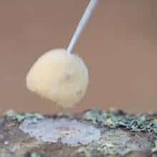 applying wax over mushroom plugs on a log