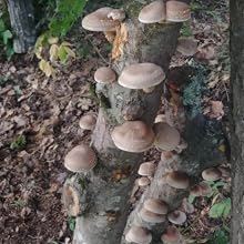 growing shiitake mushrooms on logs