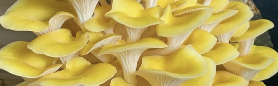 closeup of golden oyster mushrooms 