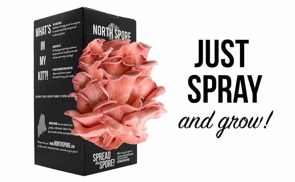 just spray and grow! pink oyster grow kit