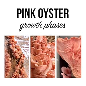 pink oyster growth phases