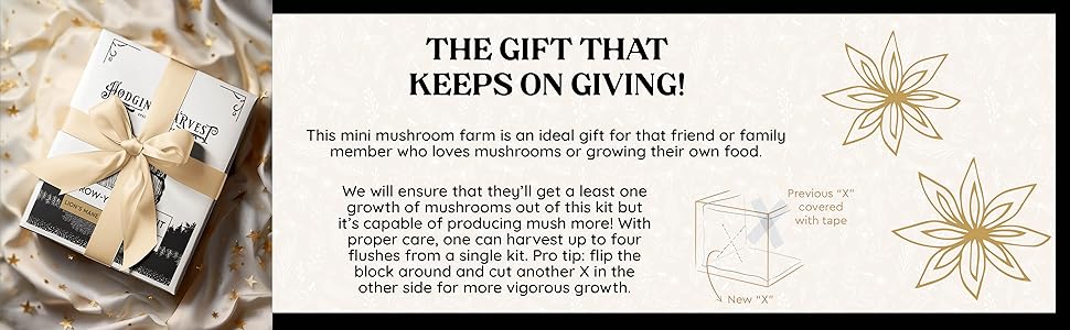 lions mane mushroom grow kit gift idea