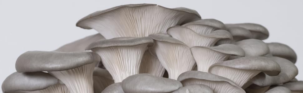 closeup of blue oyster mushrooms