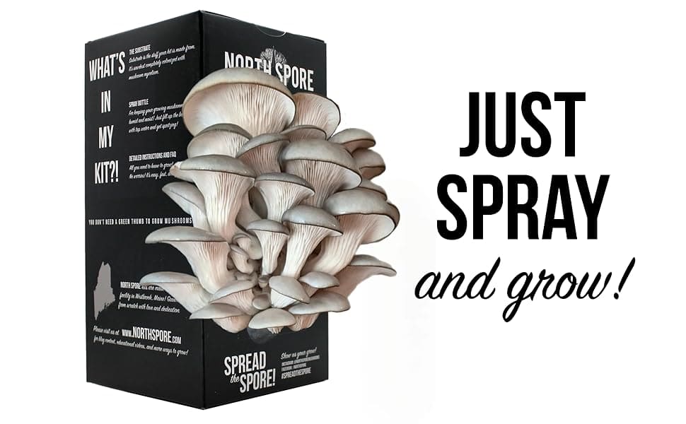 blue oyster mushroom kit - just spray and grow!