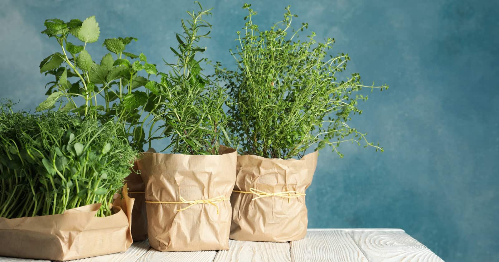 Beginner’s Guide to Herbs Grow Kits