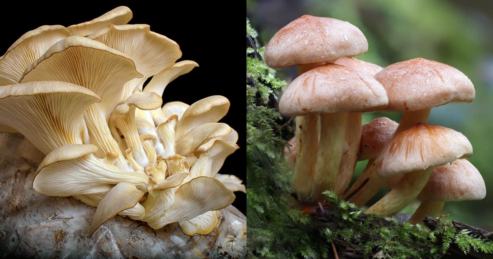 mushroom indoor vs outdoor