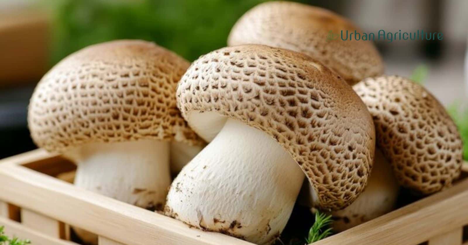 Rare Mushrooms