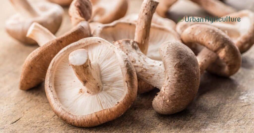 Shiitake Mushrooms